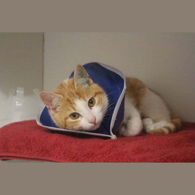 Photo of Toby