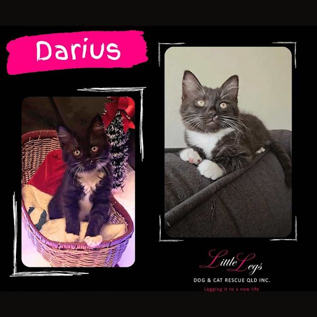 Photo of Darius