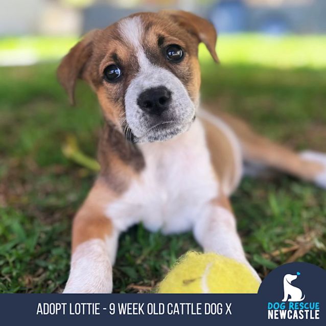 Photo of Lottie   9 Week Old Cattle Dog X (Trial)