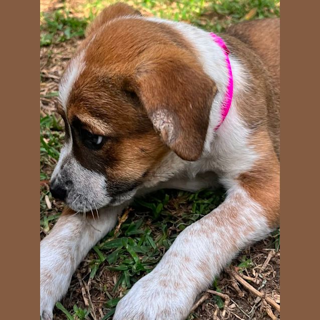 Photo of Lottie   9 Week Old Cattle Dog X (Trial)