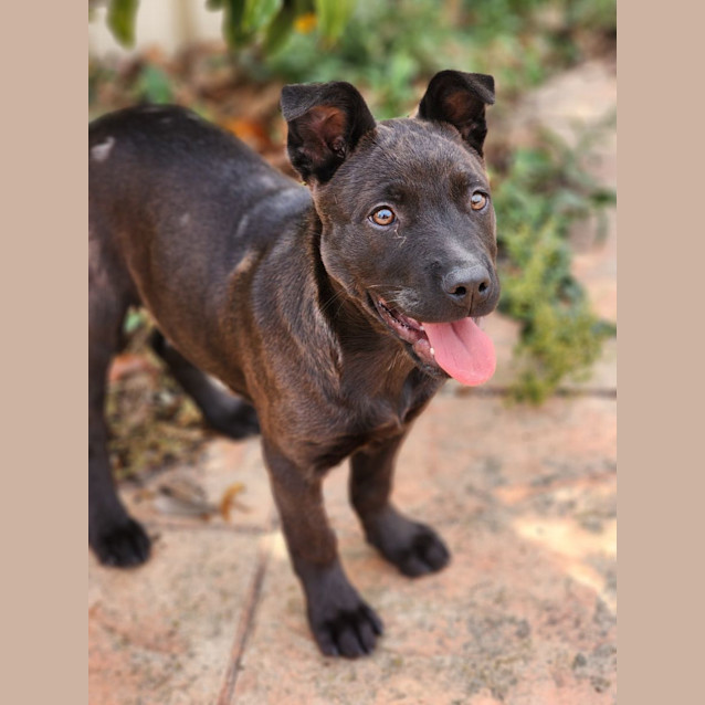 Photo of Olive 