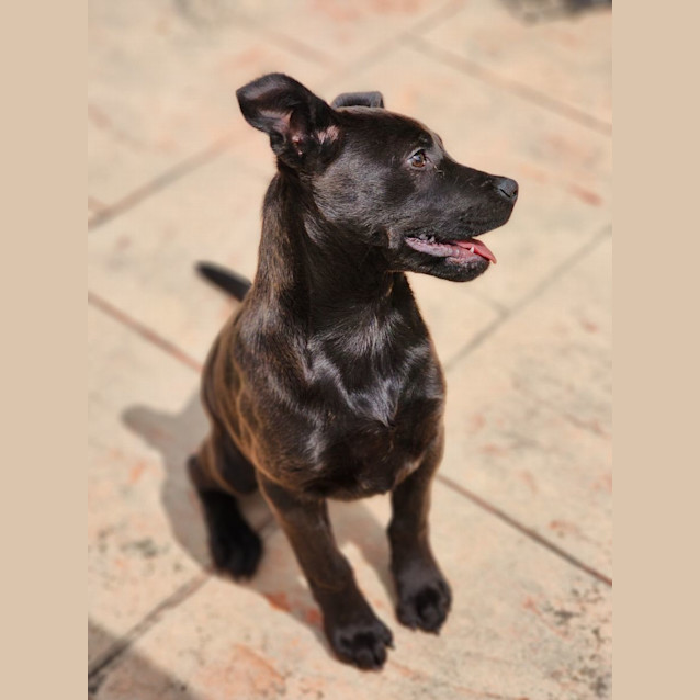 Photo of Olive 