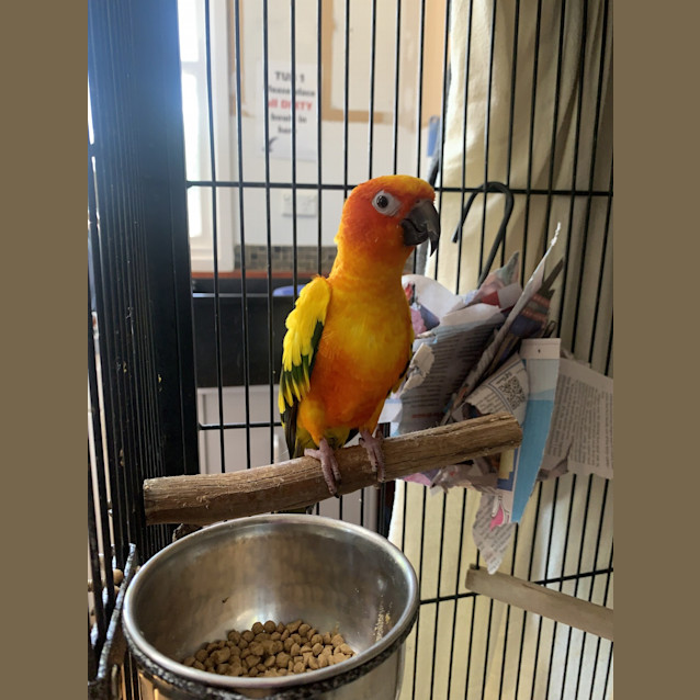 Photo of Shredder