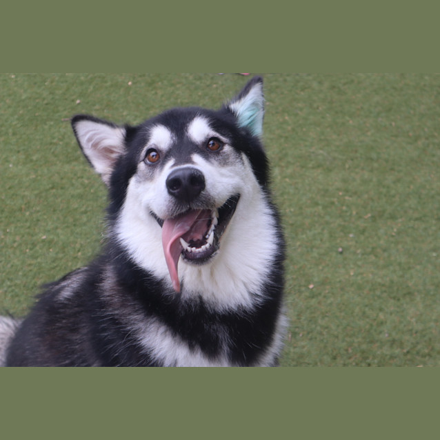Photo of Tink