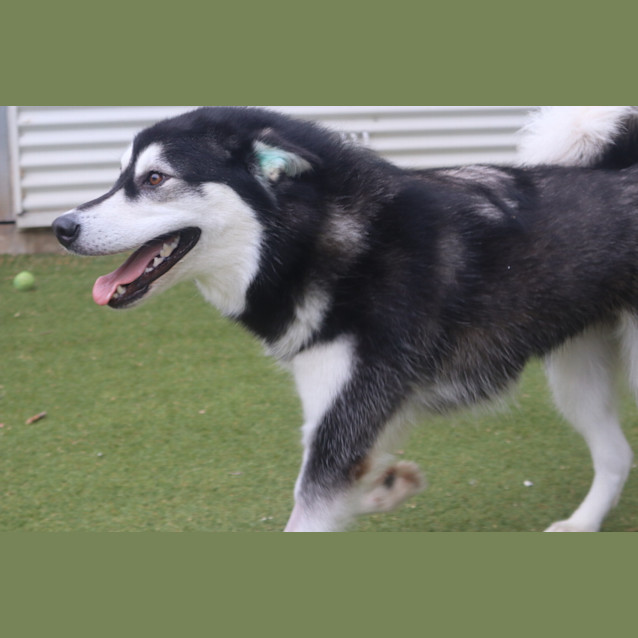 Photo of Tink