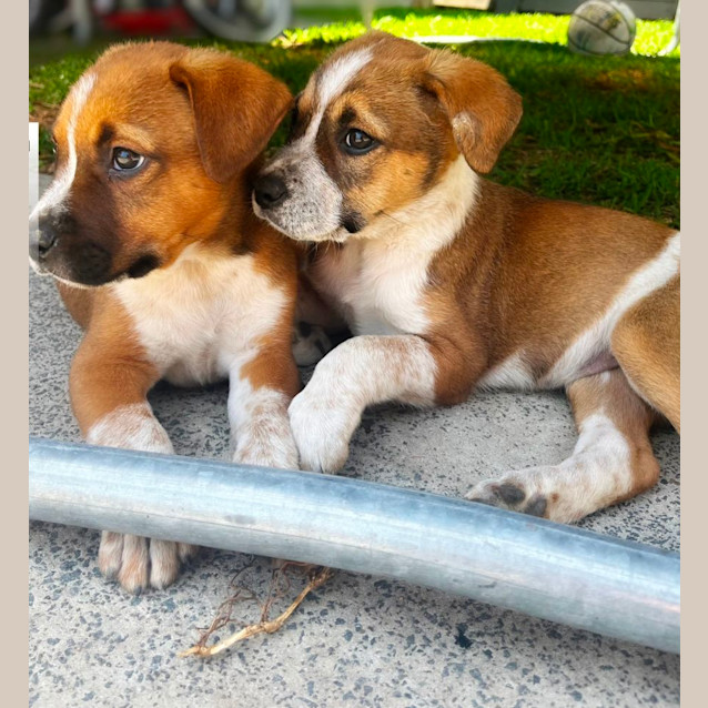 Photo of Loki   9 Week Old Cattle Dog X (Trial)