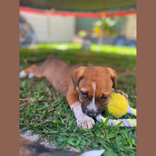 Photo of Loki   9 Week Old Cattle Dog X (Trial)