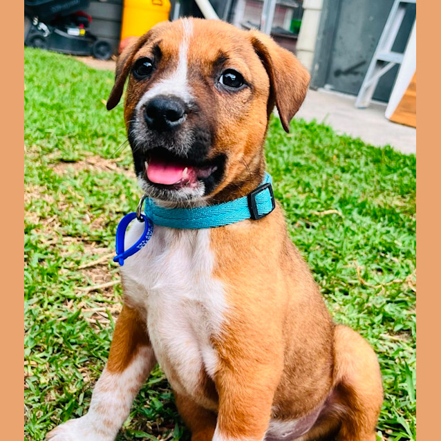 Photo of Loki   9 Week Old Cattle Dog X (Trial)