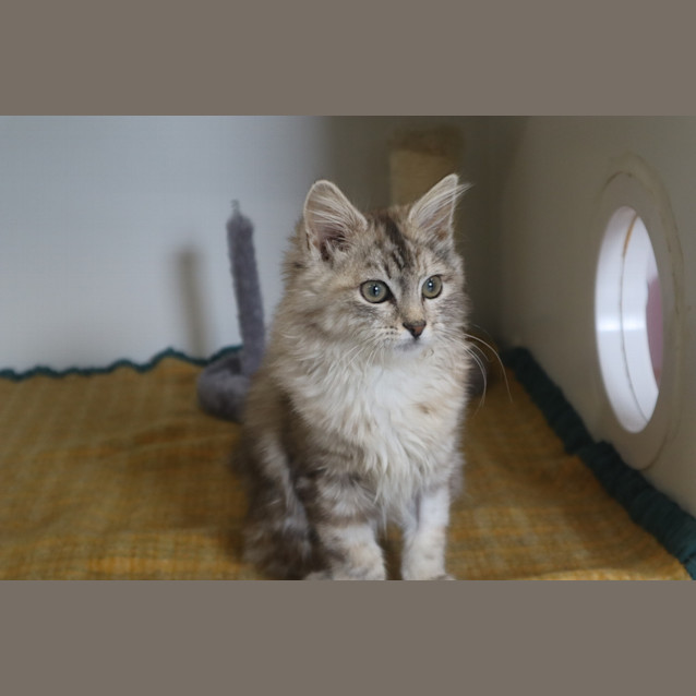 Photo of Cinnamon