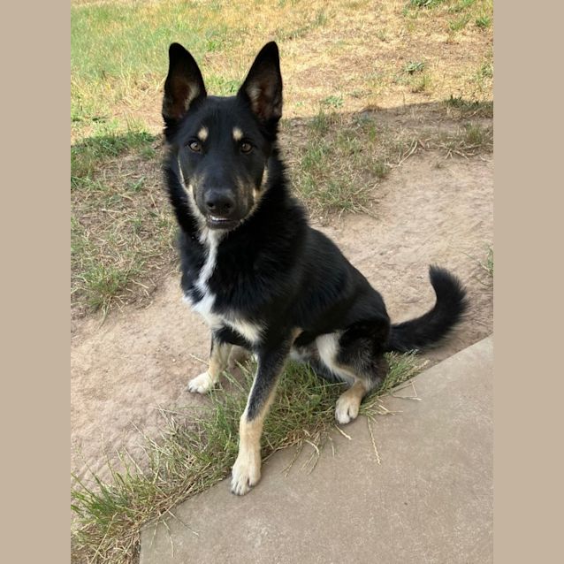 Photo of Digger