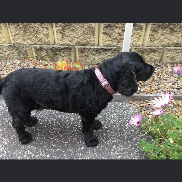 Photo of Bonnie   8 Year Old Cocker Spaniel (Trial)