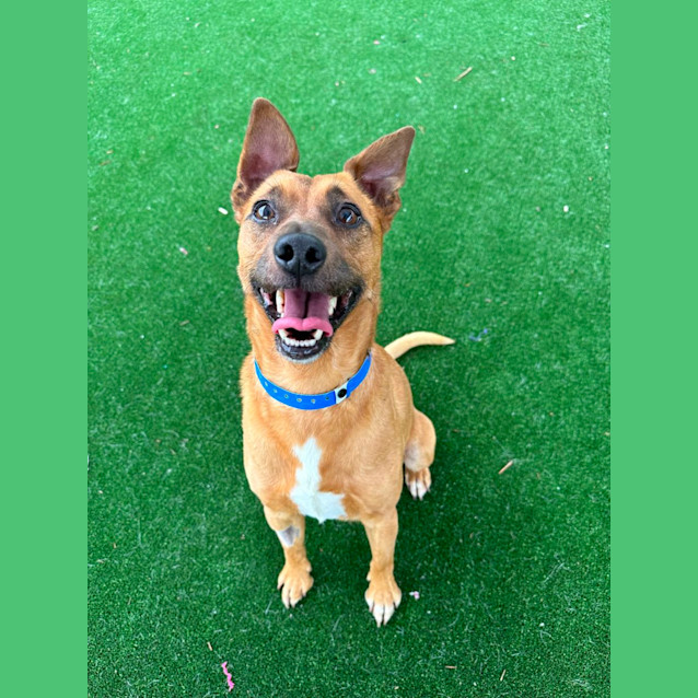 Photo of Flynn Imp 1781