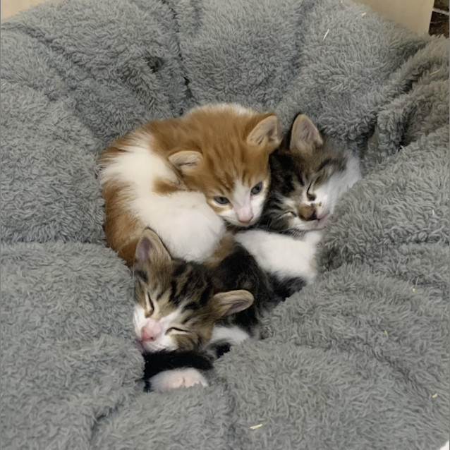 Photo of Kittens!  Gingey And Rocky!