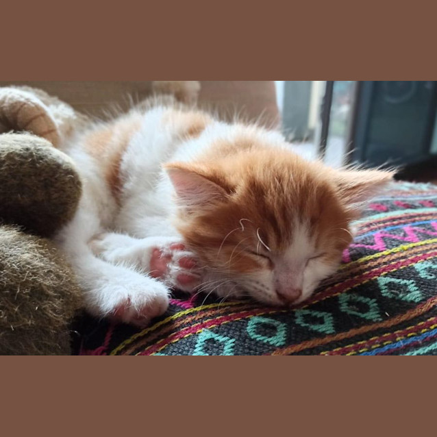 Photo of Kittens!  Gingey And Rocky!