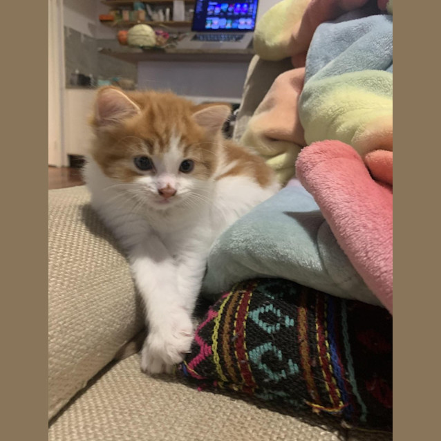 Photo of Kittens!  Gingey And Rocky!