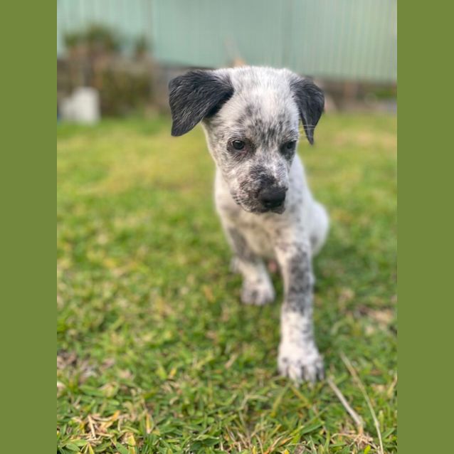 Photo of Marsh   12 Week Old Cattle Dog X (Trial)