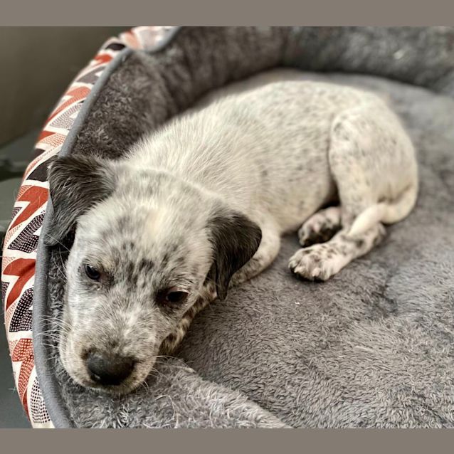 Photo of Marsh   12 Week Old Cattle Dog X (Trial)