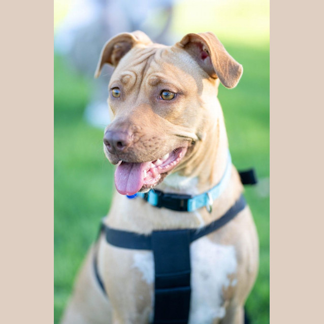 Photo of Jetta   1 Year Old Staffy X (Trial)