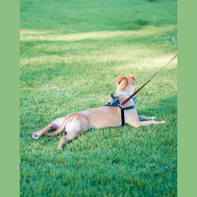 Photo of Jetta   1 Year Old Staffy X (Trial)