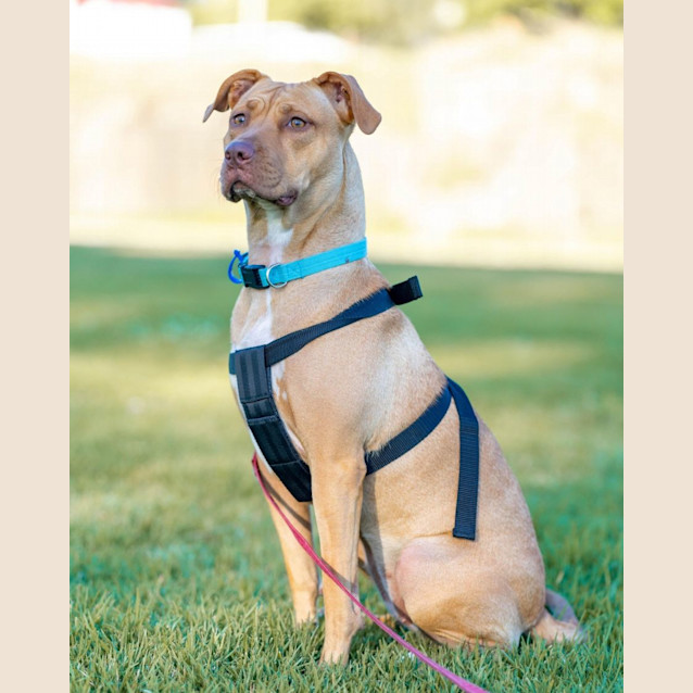 Photo of Jetta   1 Year Old Staffy X (Trial)