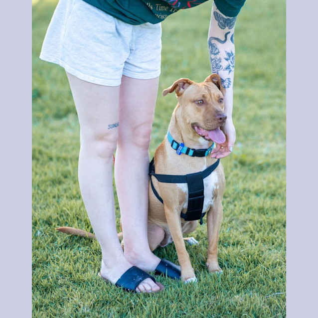 Photo of Jetta   1 Year Old Staffy X (Trial)