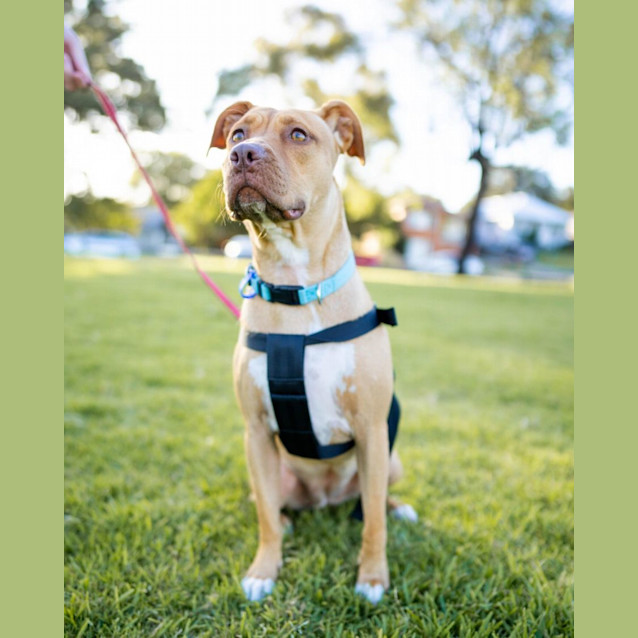 Photo of Jetta   1 Year Old Staffy X (Trial)