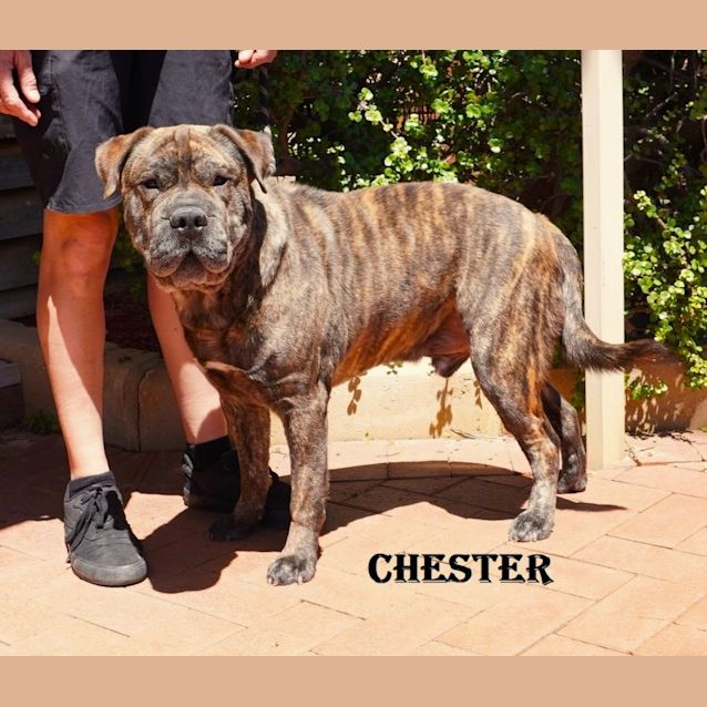 Photo of Chester