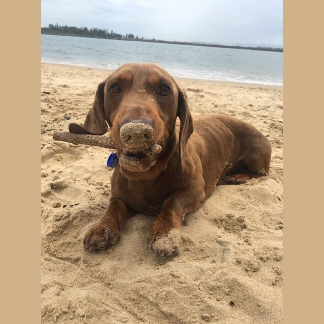 Photo of Mikey   4yo Mini Dachshund (Trial)