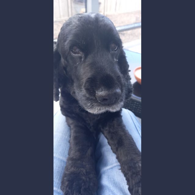 Photo of Bonnie   8 Year Old Cocker Spaniel (Trial)