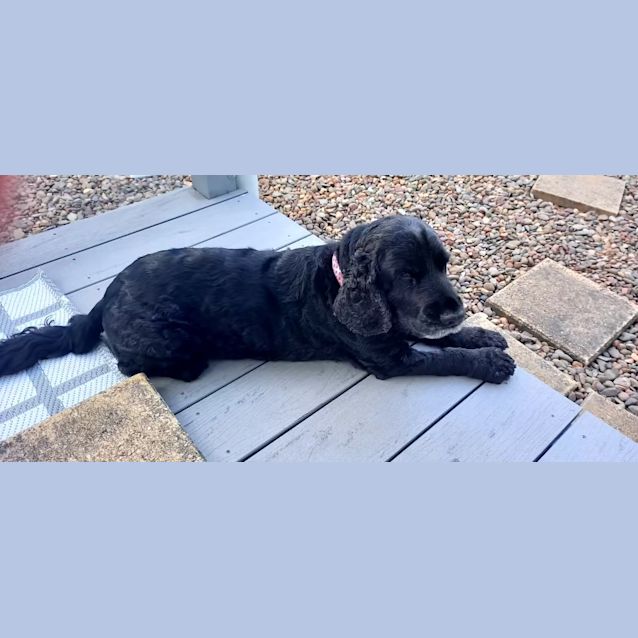 Photo of Bonnie   8 Year Old Cocker Spaniel (Trial)