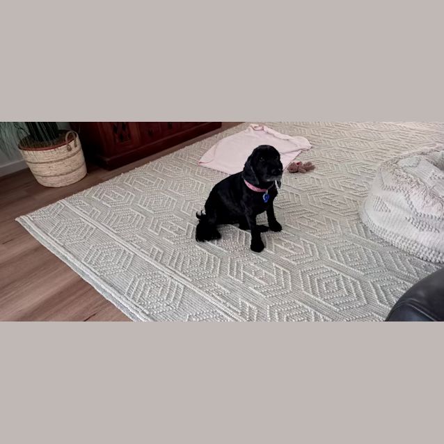 Photo of Bonnie   8 Year Old Cocker Spaniel (Trial)