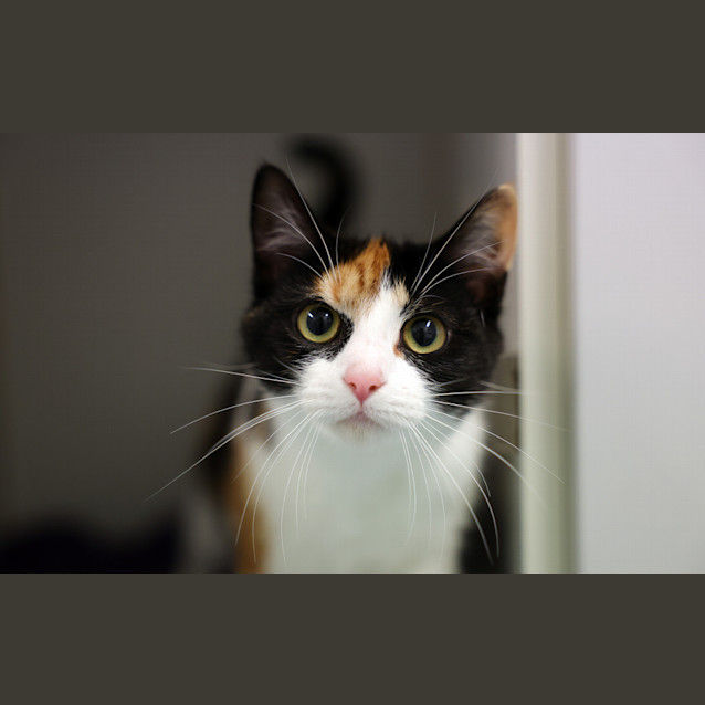 Photo of Miss Tulip