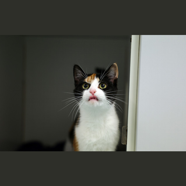 Photo of Miss Tulip
