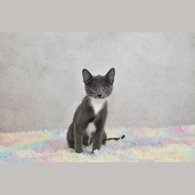 Photo of Swiper