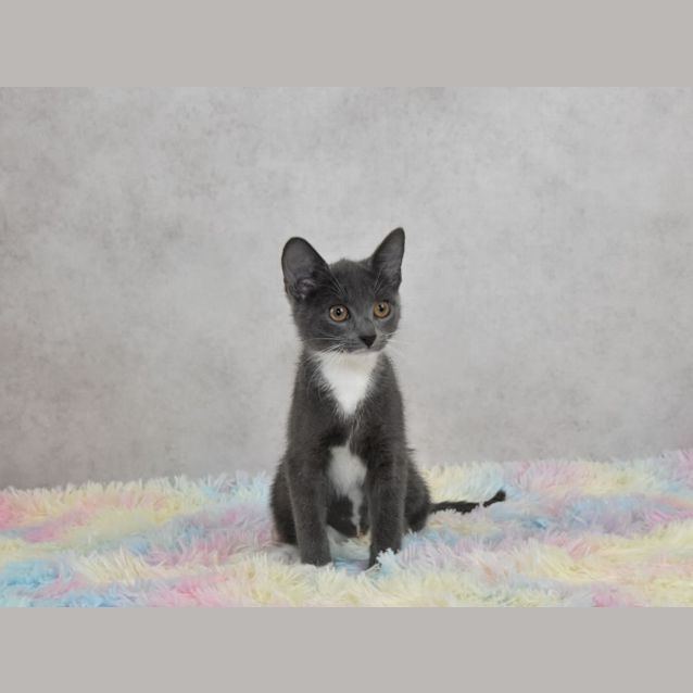 Photo of Swiper