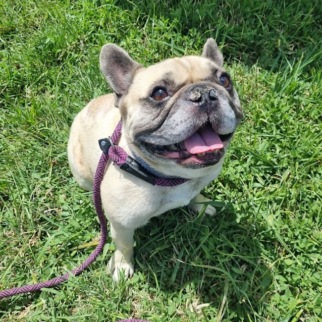 Photo of Buddy