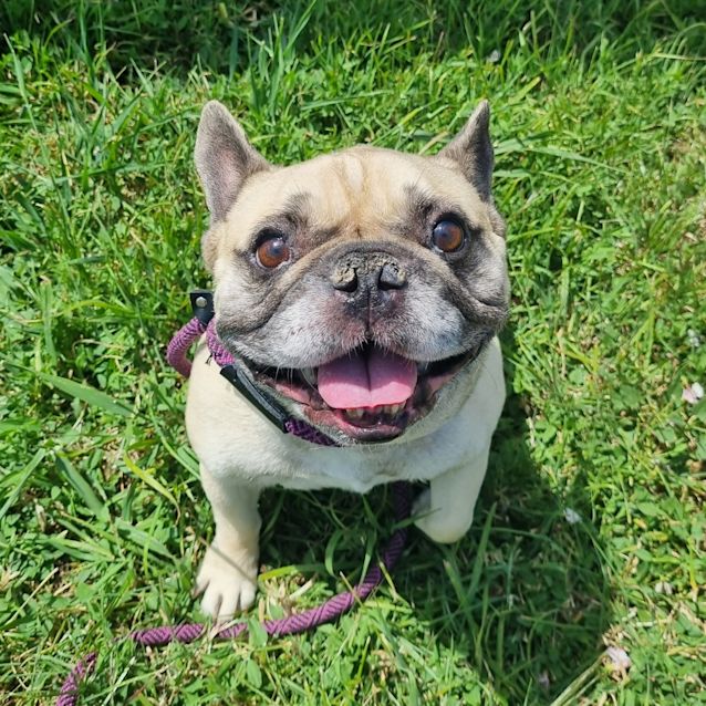 Photo of Buddy