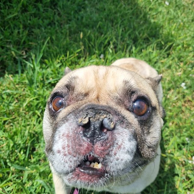 Photo of Buddy