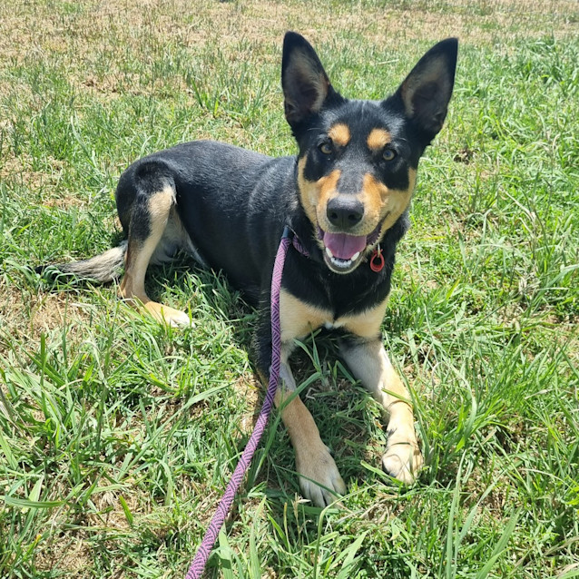 Photo of Bandit
