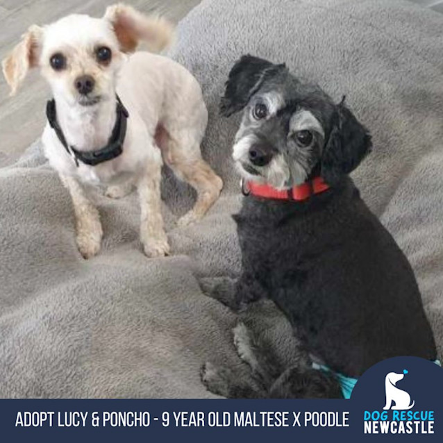 Photo of Lucy & Poncho 💕 9yo Maltese X Poodle (Hold)