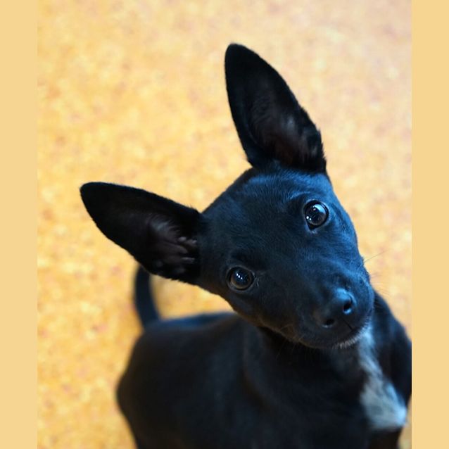 Photo of Luna