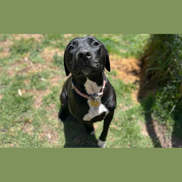 Photo of Starli