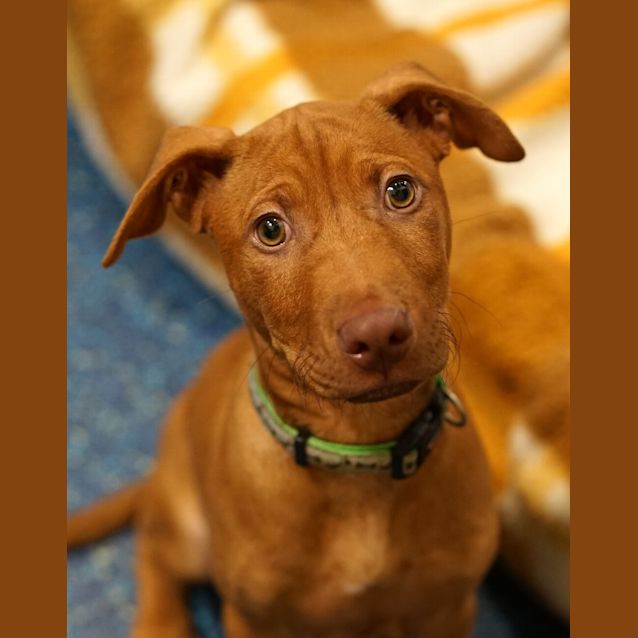 Photo of Cheddar
