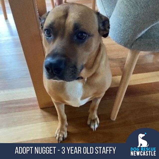 Photo of Nugget   3 Year Old Staffy (Trial)