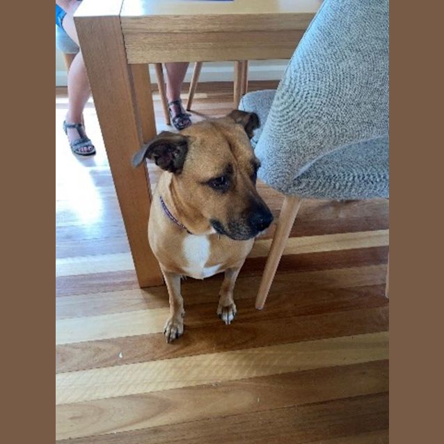 Photo of Nugget   3 Year Old Staffy (Trial)