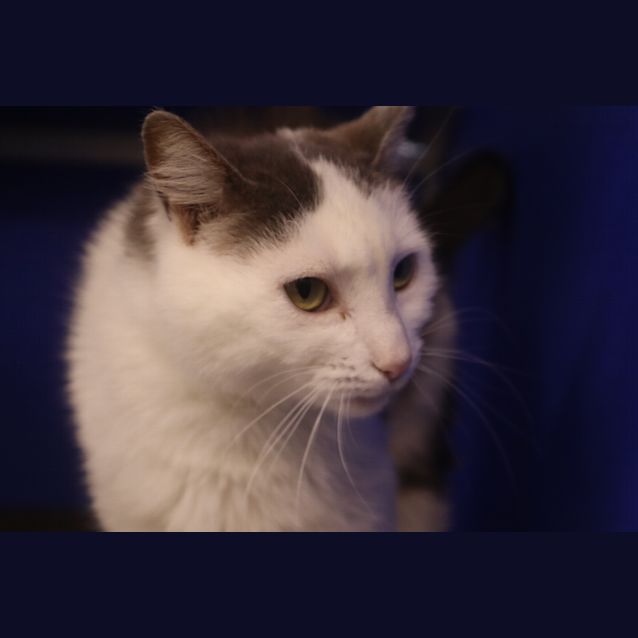 Photo of Purrnelope