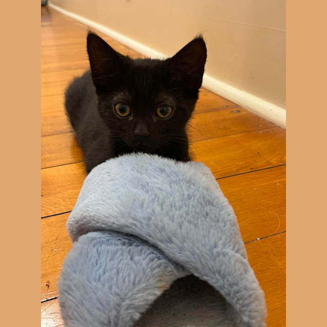 Photo of Winnie And Bear