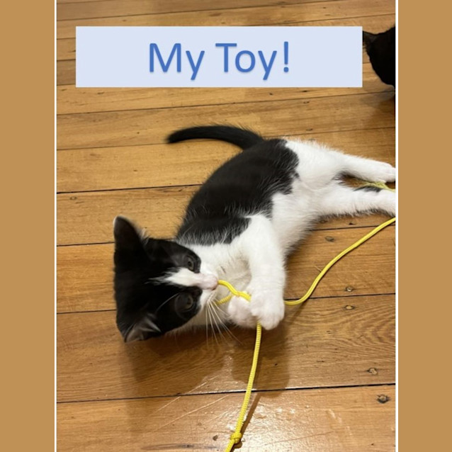 Photo of Winnie And Bear