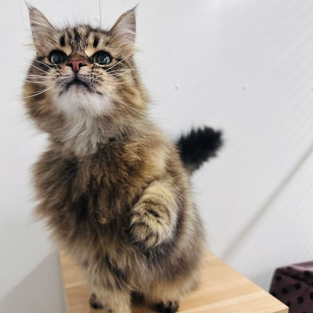 Photo of Fluffy   Located In Preston