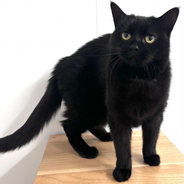 Photo of Lulu   Located In Preston